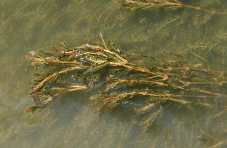 Krauses Laichkraut (Potamogeton crispus) - © Emanel Trummer